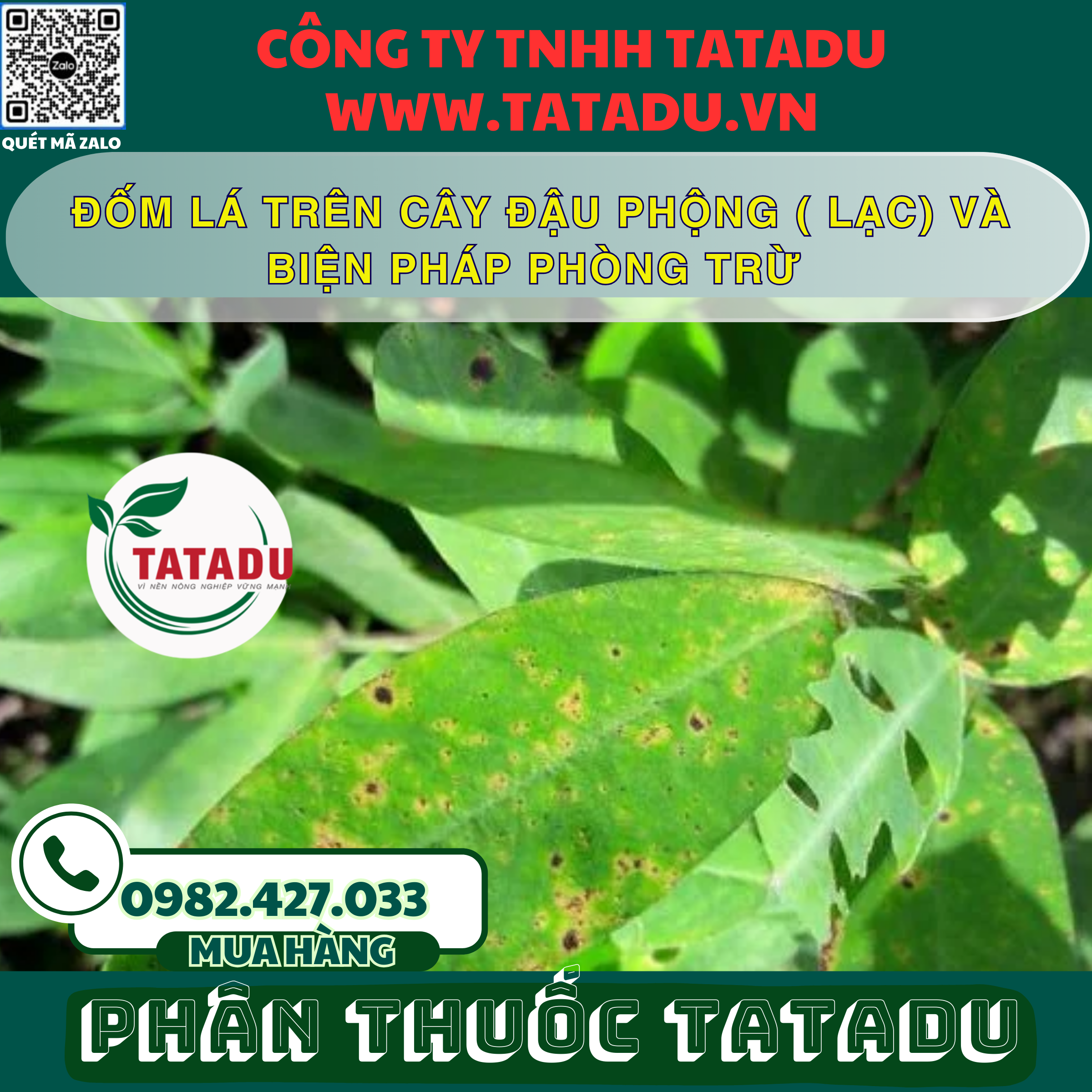 DOM LA TREN CAY DAU PHONG LAC VA BIEN PHAP PHONG TRU