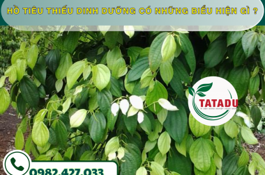 HỒ TIÊU THIẾU DINH DƯỠNG CÓ NHỮNG BIỂU HIỆN GÌ ? – CÔNG TY TNHH TATADU