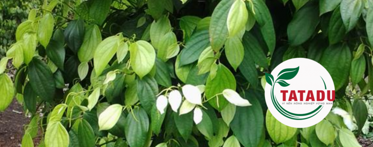 HO TIEU THIEU DINH DUONG CO NHUNG BIEU HIEN GI