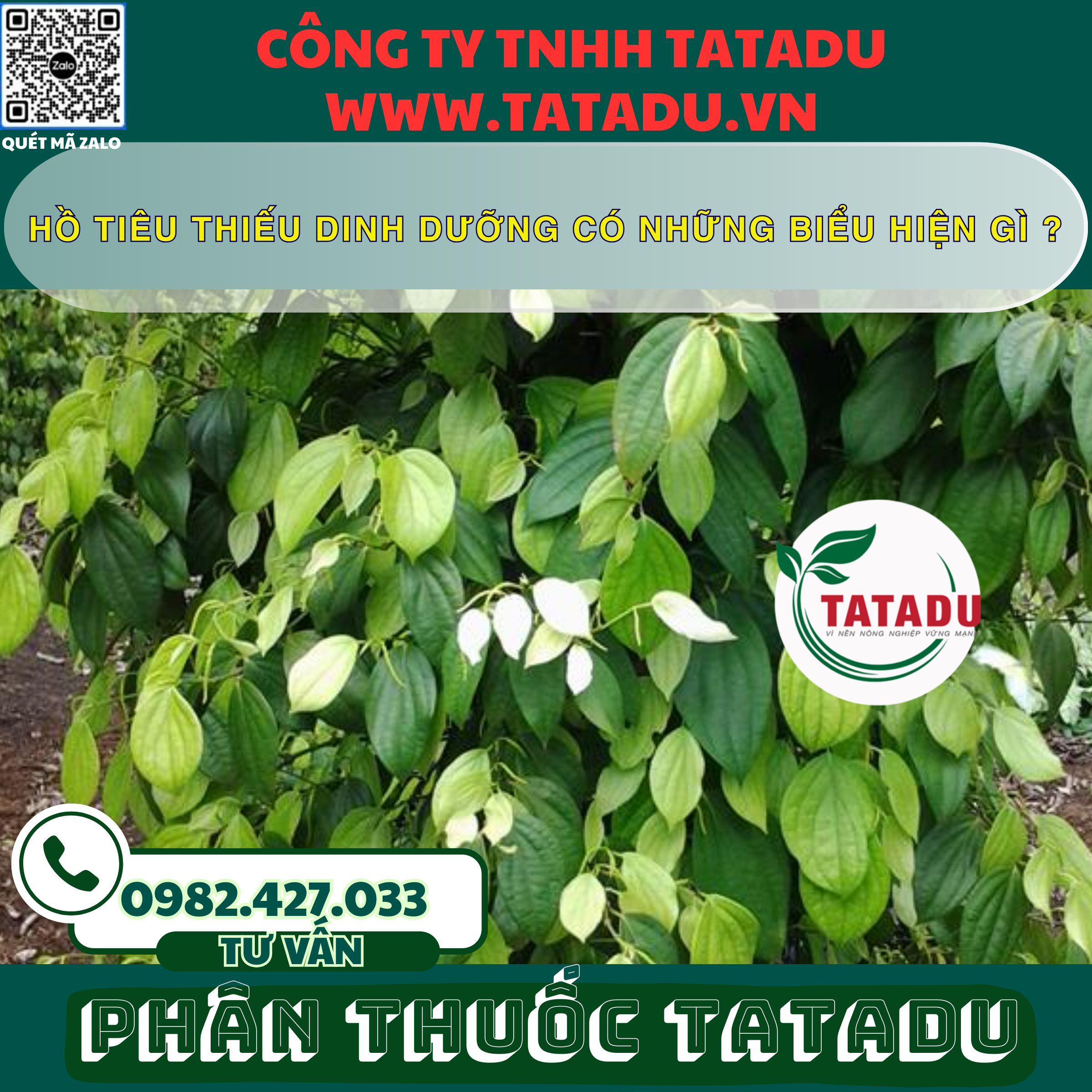 HO TIEU THIEU DINH DUONG CO NHUNG BIEU HIEN GI
