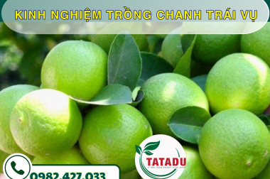 KINH NGHIỆM TRỒNG CHANH TRÁI VỤ – CÔNG TY TNHH TATADU