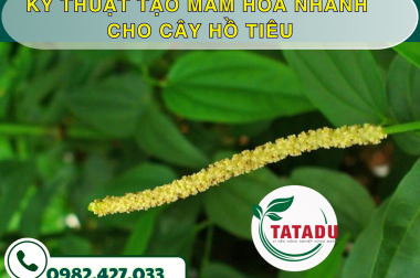 KỸ THUẬT TẠO MẦM HOA NHANH CHO CÂY HỒ TIÊU – CÔNG TY TNHH TATADU