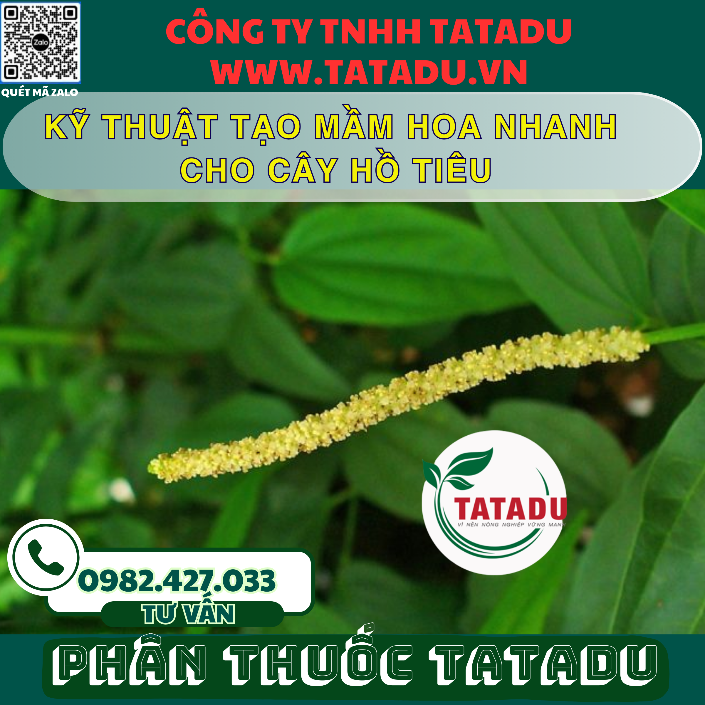 KY THUAT TAO MAM HOA NHANH CHO CAY HO TIEU