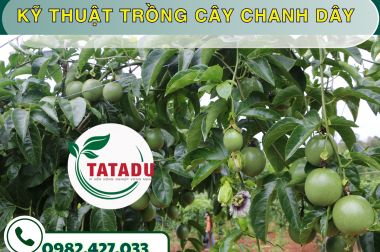 KỸ THUẬT TRỒNG CÂY CHANH DÂY – CÔNG TY TNHH TATADU