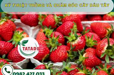 KỸ THUẬT TRỒNG VÀ CHĂM SÓC CÂY DÂU TÂY – CÔNG TY TNHH TATADU