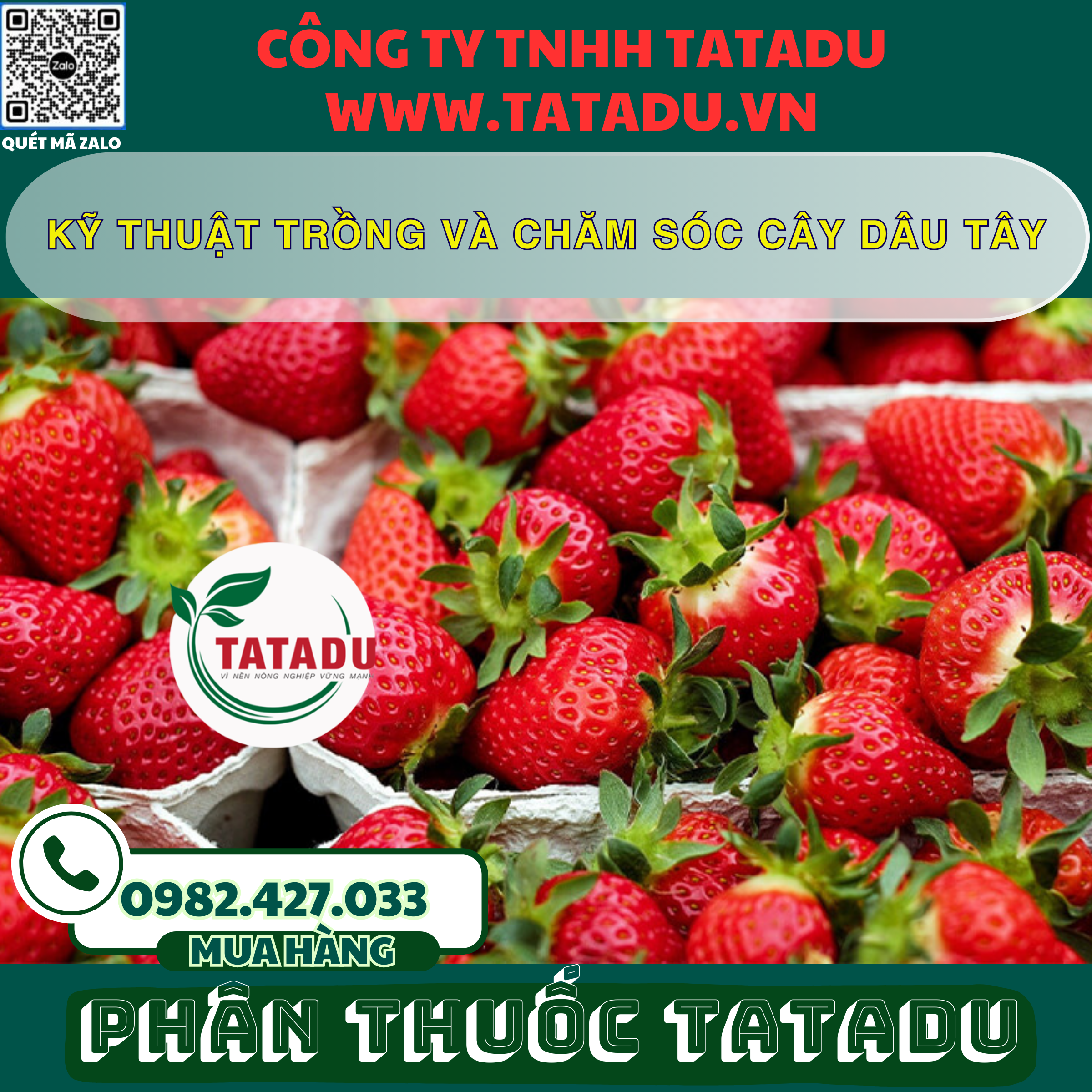 KY THUAT TRONG VA CHAM SOC CAY DAU TAY KY THUAT TRONG VA CHAM SOC CAY DAU TAY