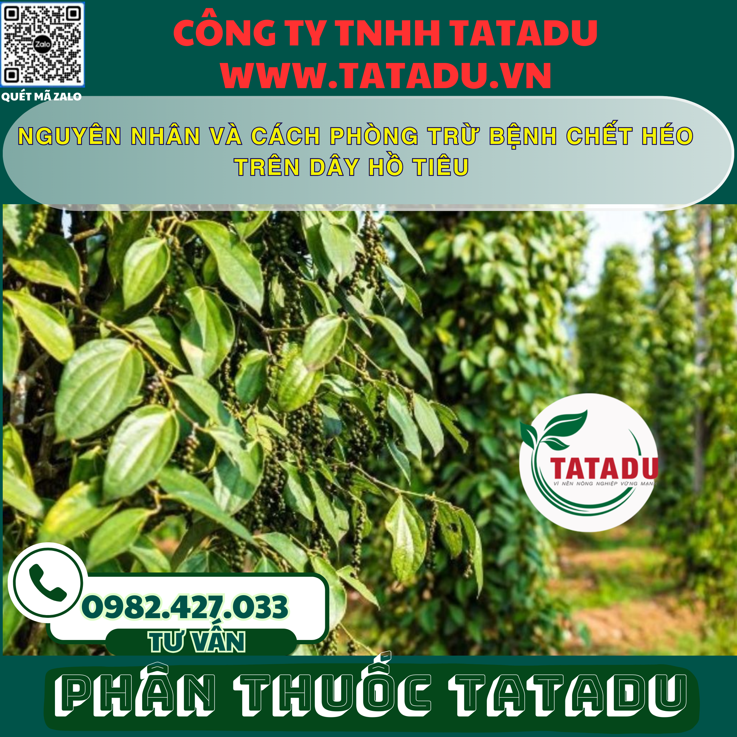NGUYEN NHAN VA CACH PHONG TRU BENH CHET HEO TREN DAY HO TIEU