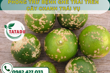 PHÒNG TRỪ BỆNH GHẺ TRÁI TRÊN CÂY CHANH TRÁI VỤ – CÔNG TY TNHH TATADU
