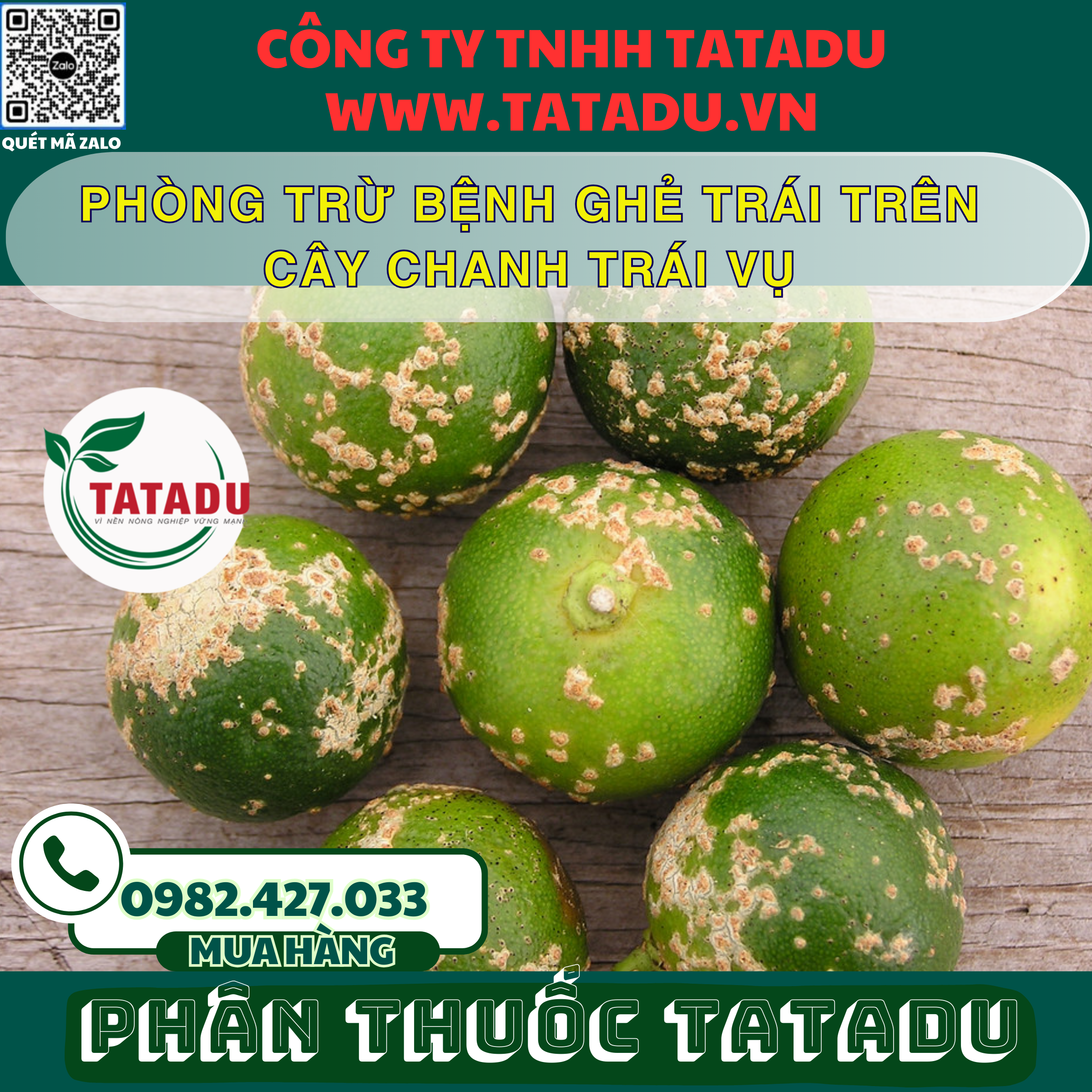 PHONG TRU BENH GHE TRAI TREN CAY CHANH TRAI VU