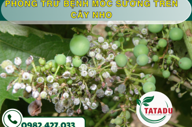 PHÒNG TRỪ BỆNH MỐC SƯƠNG TRÊN CÂY NHO – CÔNG TY TNHH TATADU