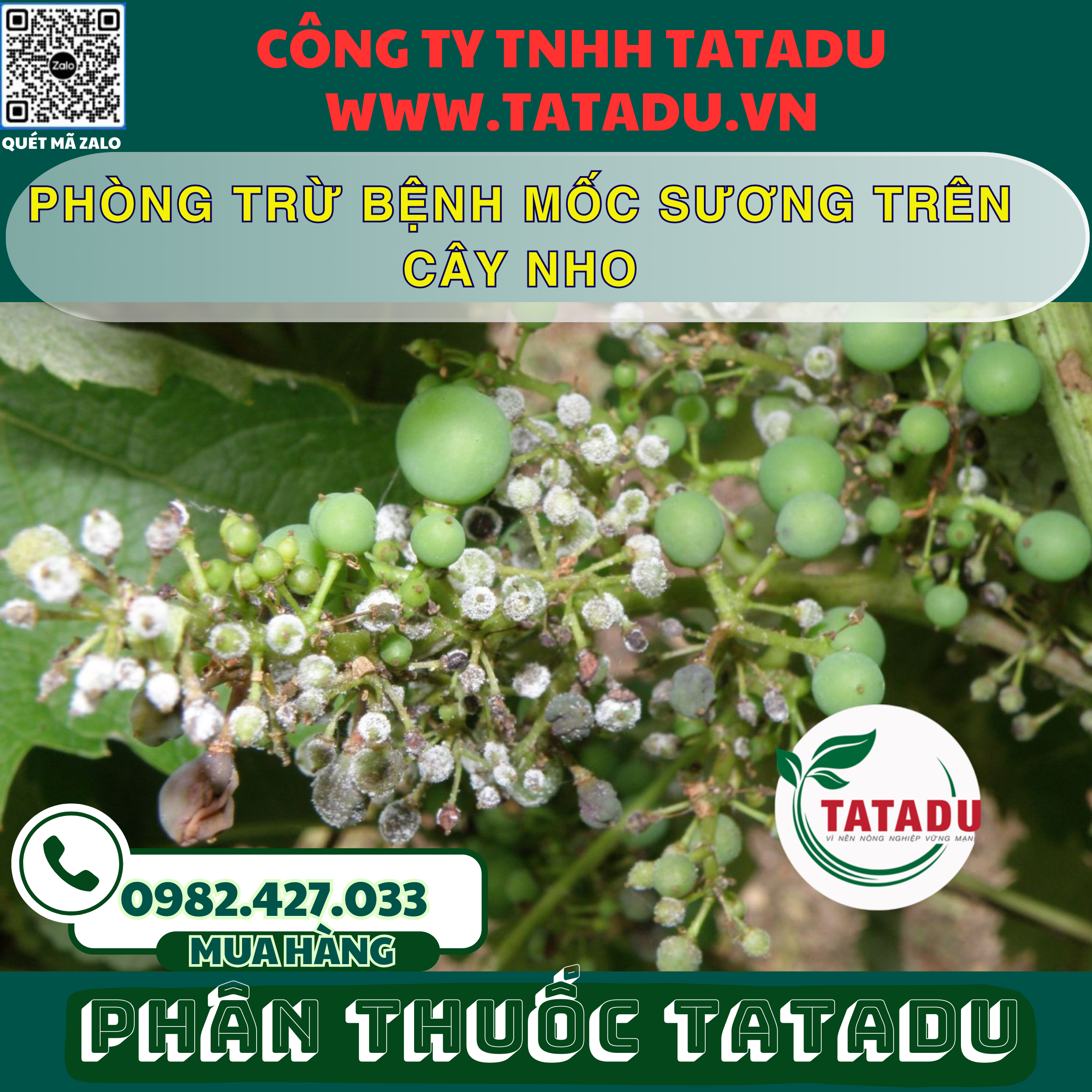 PHONG TRU BENH MOC SUONG TREN CAY NHO
