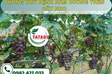 PHÒNG TRỪ BỆNH NẤM CUỐNG TRÊN CÂY NHO – CÔNG TY TNHH TATADU