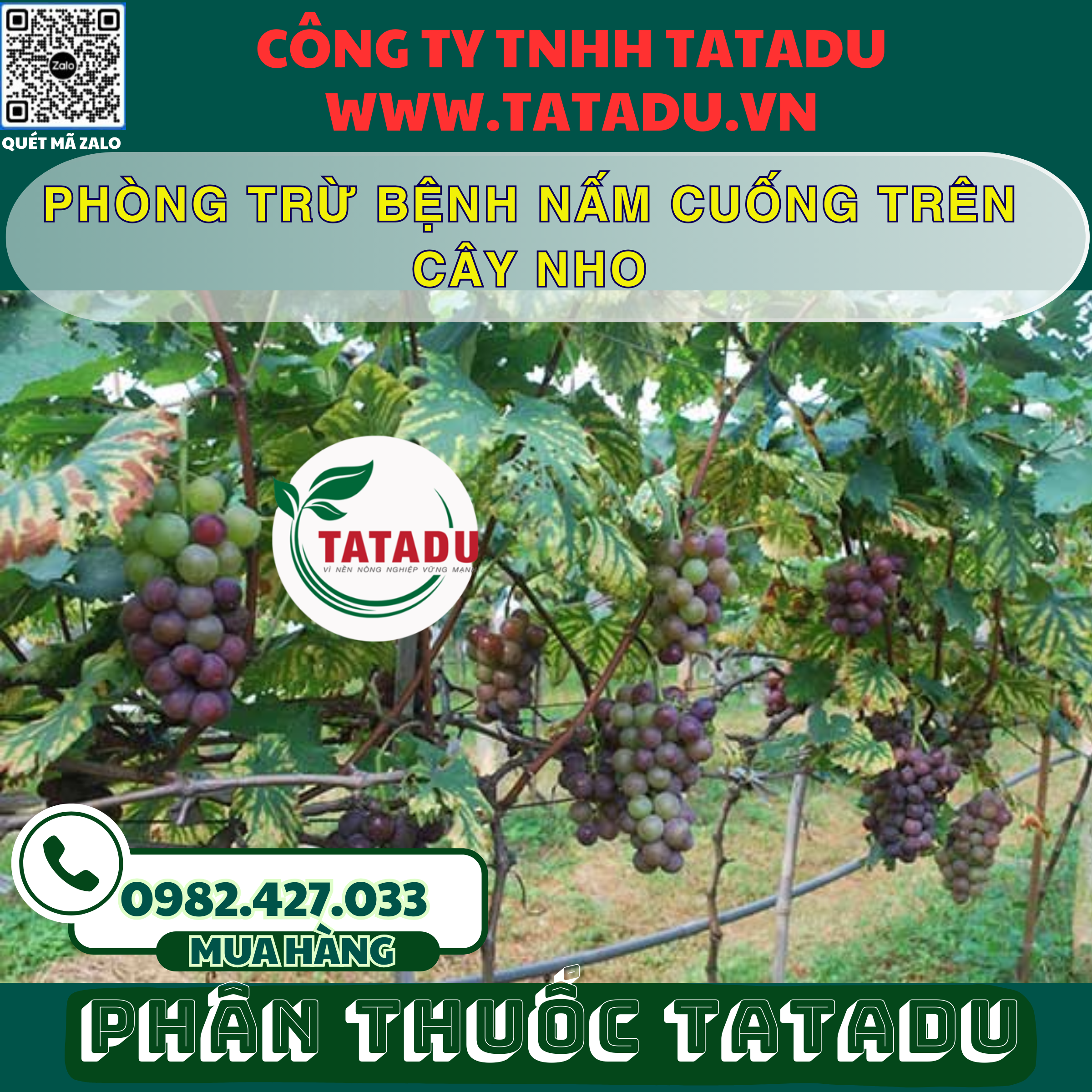 PHONG TRU BENH NAM CUONG TREN CAY NHO