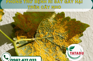 PHÒNG TRỪ BỆNH RỈ SẮT GÂY HẠI TRÊN CÂY NHO – CÔNG TY TNHH TATADU