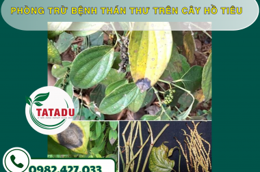 PHÒNG TRỪ BỆNH THÁN THƯ TRÊN CÂY HỒ TIÊU – CÔNG TY TNHH TATADU