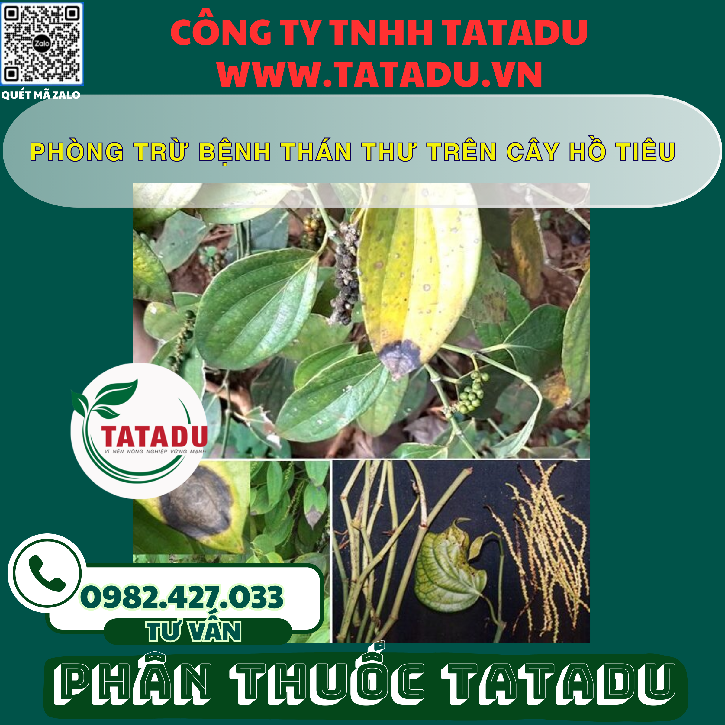 PHONG TRU BENH THAN THU TREN CAY HO TIEU