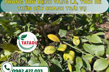 PHÒNG TRỪ BỆNH VÀNG LÁ, THỐI RỄ TRÊN CÂY CHANH TRÁI VỤ – CÔNG TY TNHH TATADU