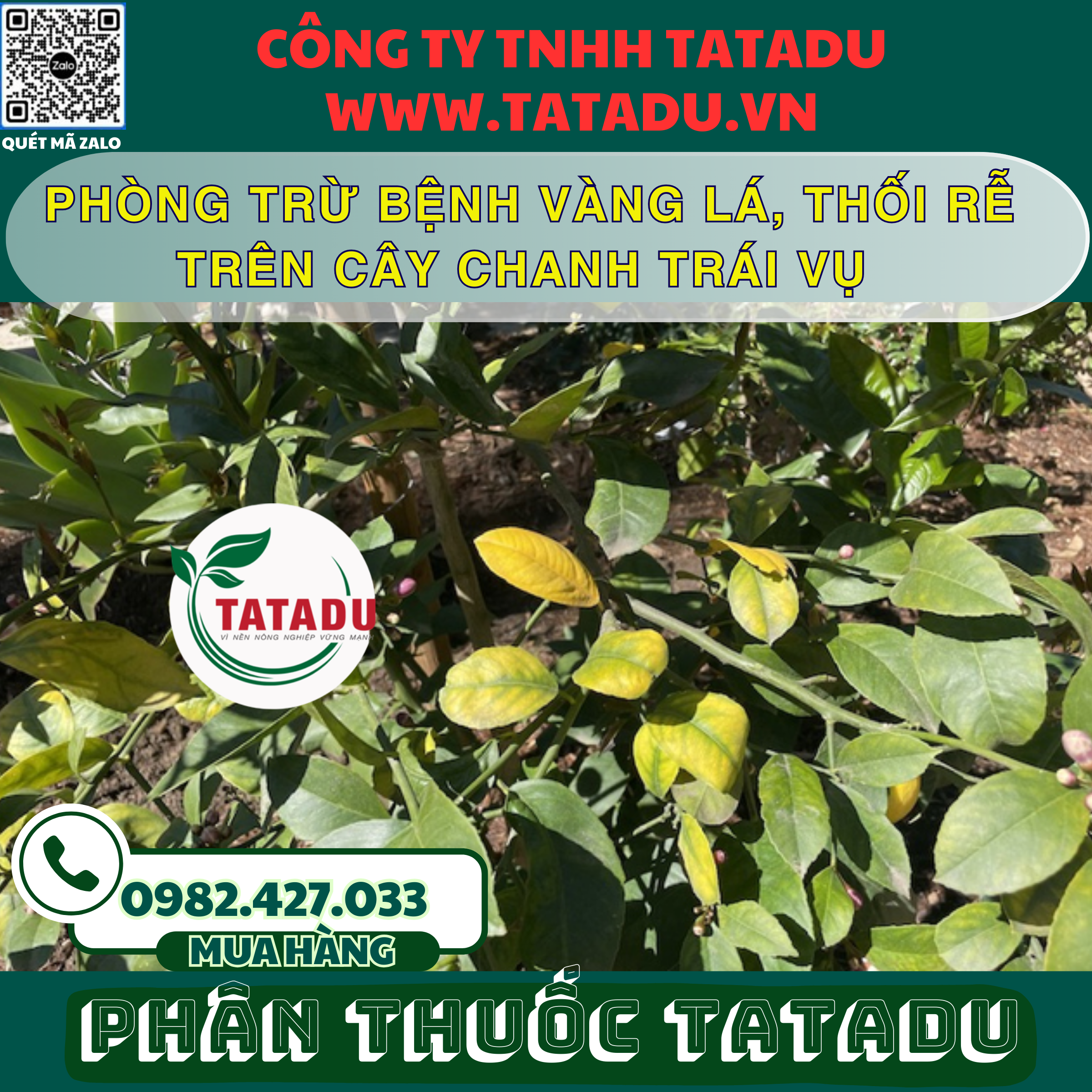 PHONG TRU BENH VANG LA THOI RE TREN CAY CHANH TRAI VU