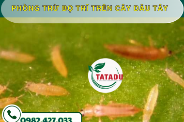 PHÒNG TRỪ BỌ TRĨ TRÊN CÂY DÂU TÂY – CÔNG TY TNHH TATADU