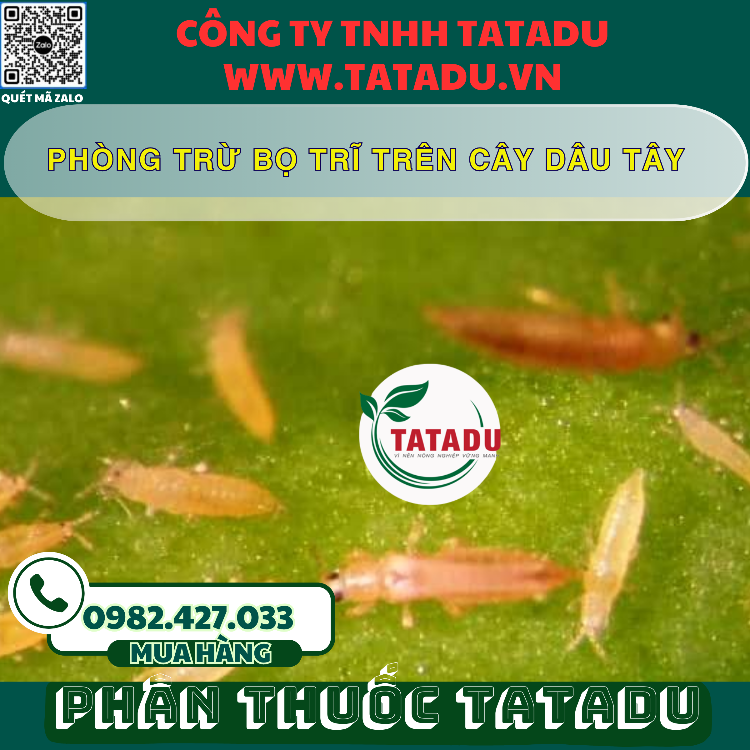 PHONG TRU BO TRI TREN CAY DAU TAY
