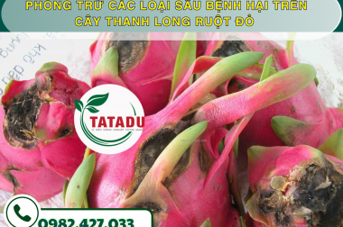 PHÒNG TRỪ CÁC LOẠI SÂU BỆNH HẠI TRÊN CÂY THANH LONG RUỘT ĐỎ – CÔNG TY TNHH TATADU