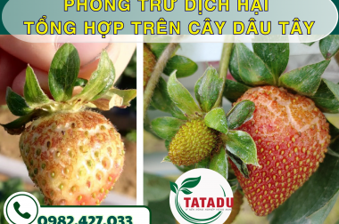 PHÒNG TRỪ DỊCH HẠI TỔNG HỢP TRÊN CÂY DÂU TÂY – CÔNG TY TNHH TATADU