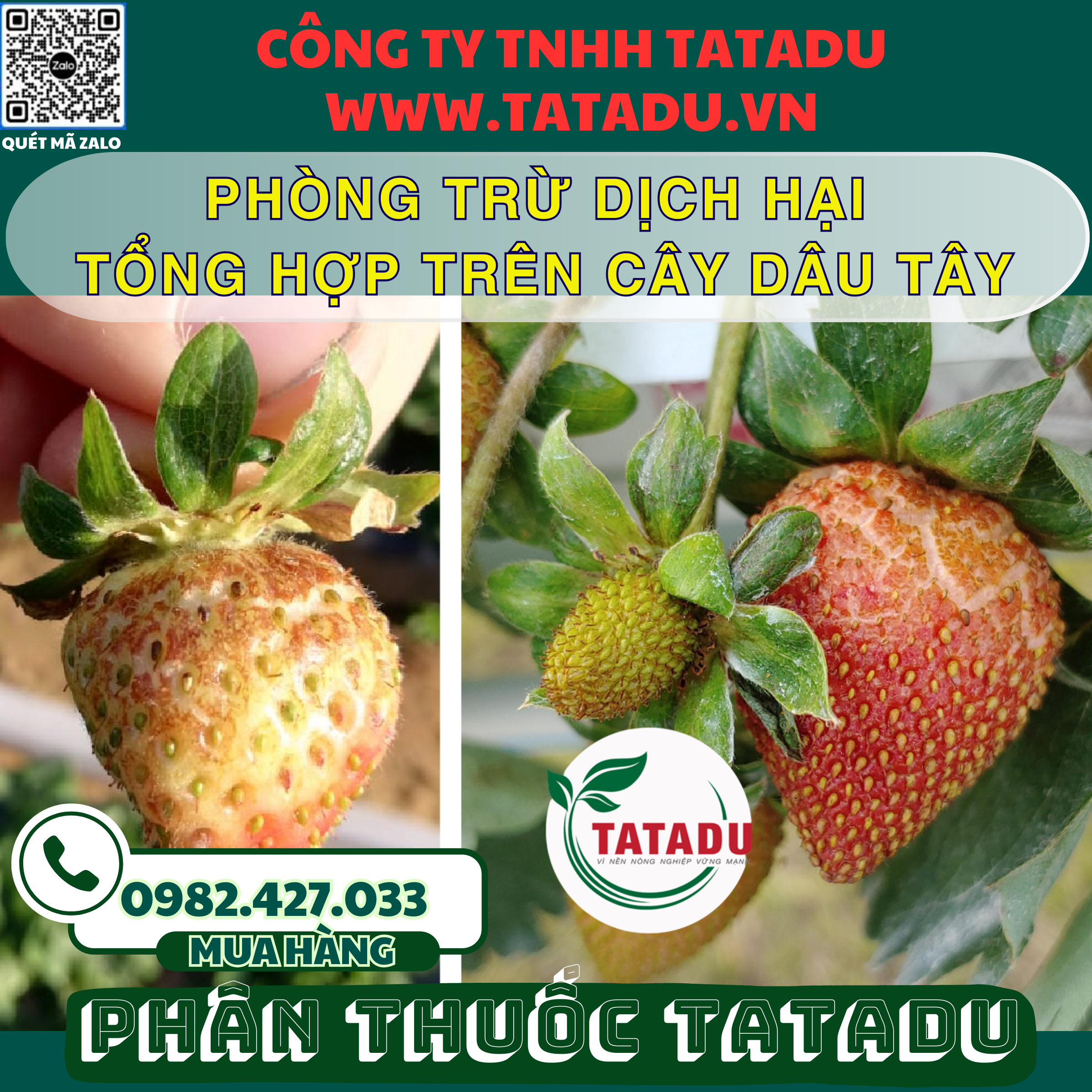 PHONG TRU DICH HAI TONG HOP TREN CAY DAU TAY