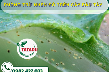 PHÒNG TRỪ NHỆN ĐỎ TRÊN CÂY DÂU TÂY – CÔNG TY TNHH TATADU