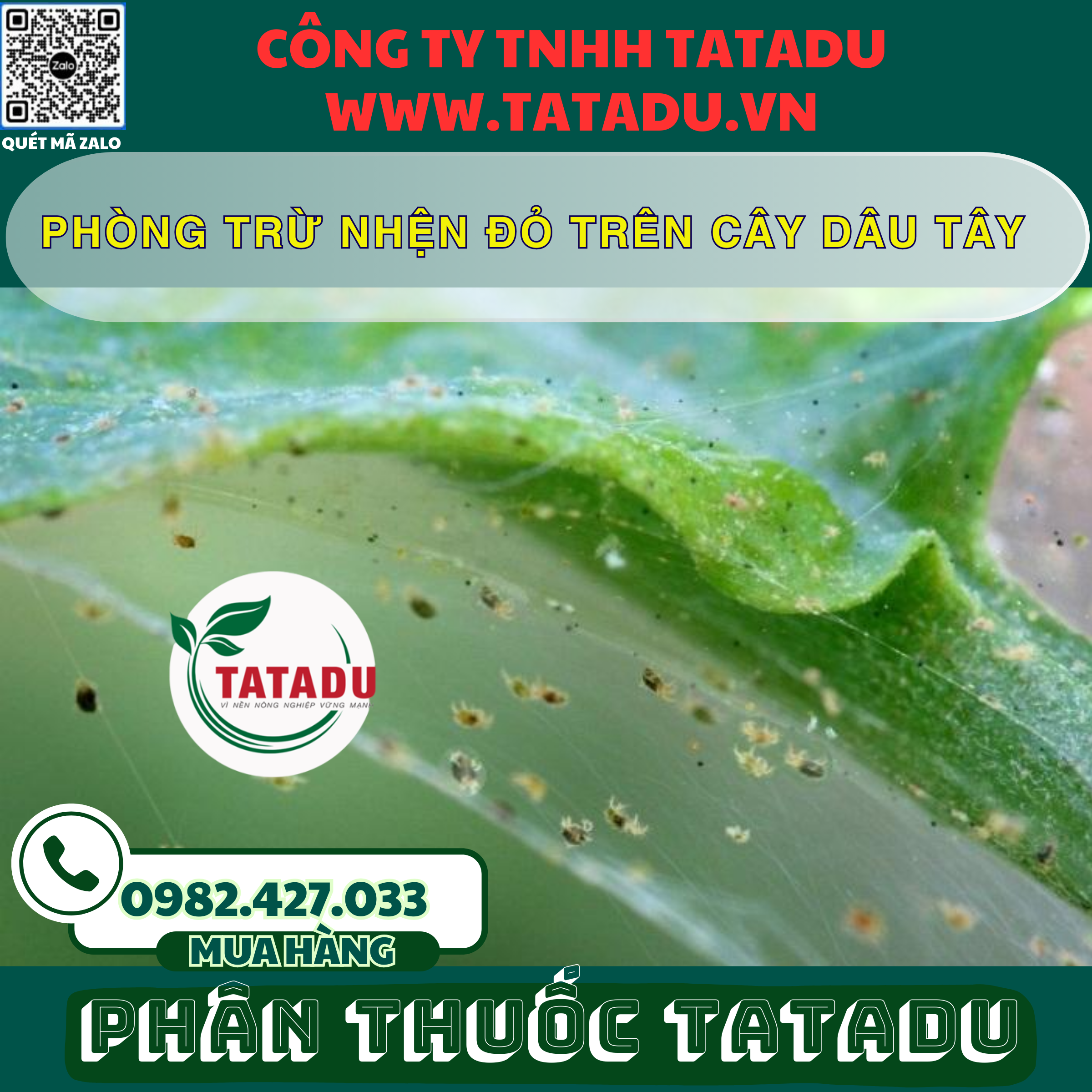 PHONG TRU NHEN DO TREN CAY DAU TAY