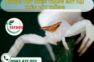 PHÒNG TRỪ NHỆN TRẮNG GÂY HẠI TRÊN CÂY TRỒNG – CÔNG TY TNHH TATADU