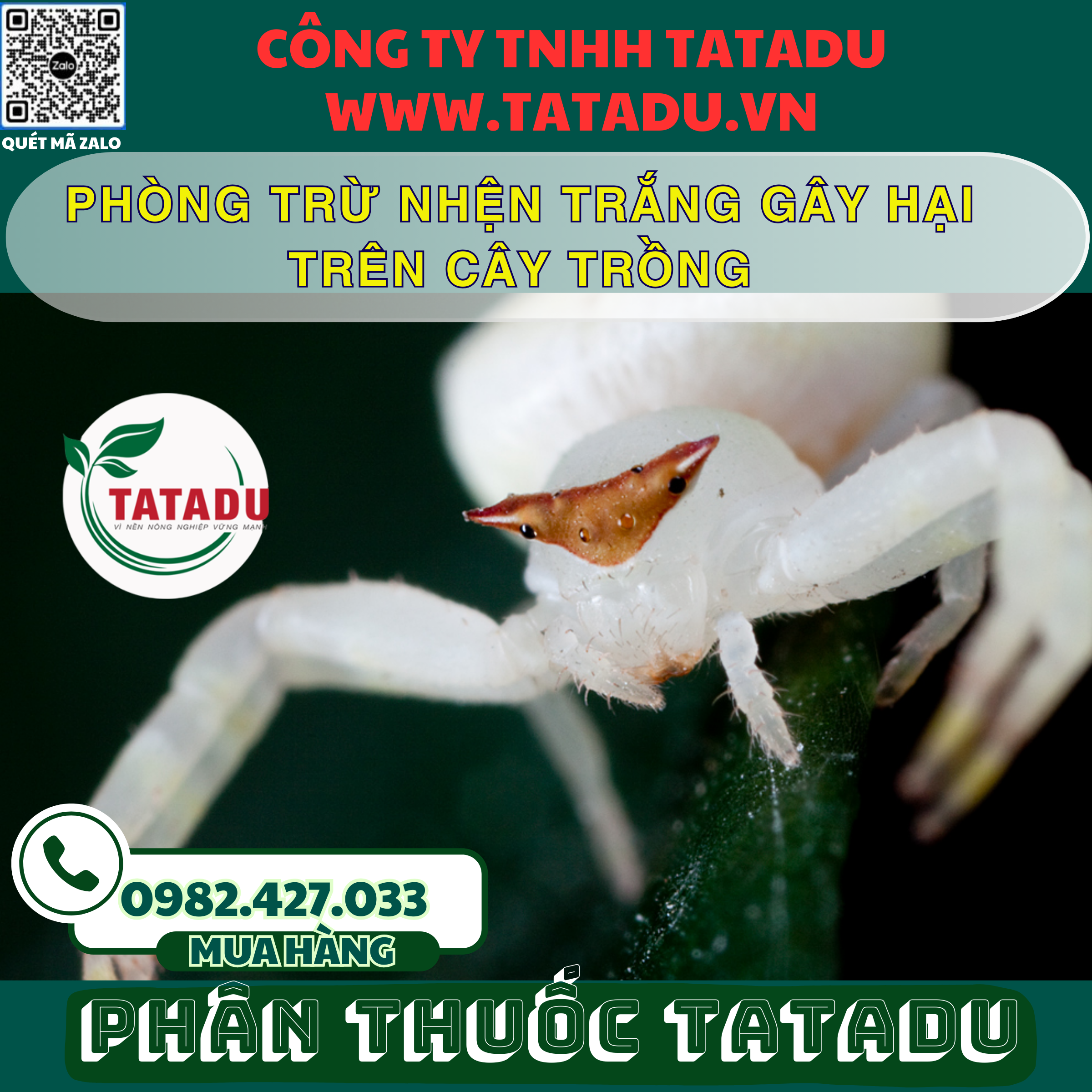 PHONG TRU NHEN TRANG GAY HAI TREN CAY TRONG