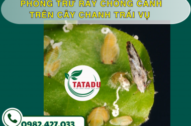 PHÒNG TRỪ RẦY CHỔNG CÁNH TRÊN CÂY CHANH TRÁI VỤ – CÔNG TY TNHH TATADU