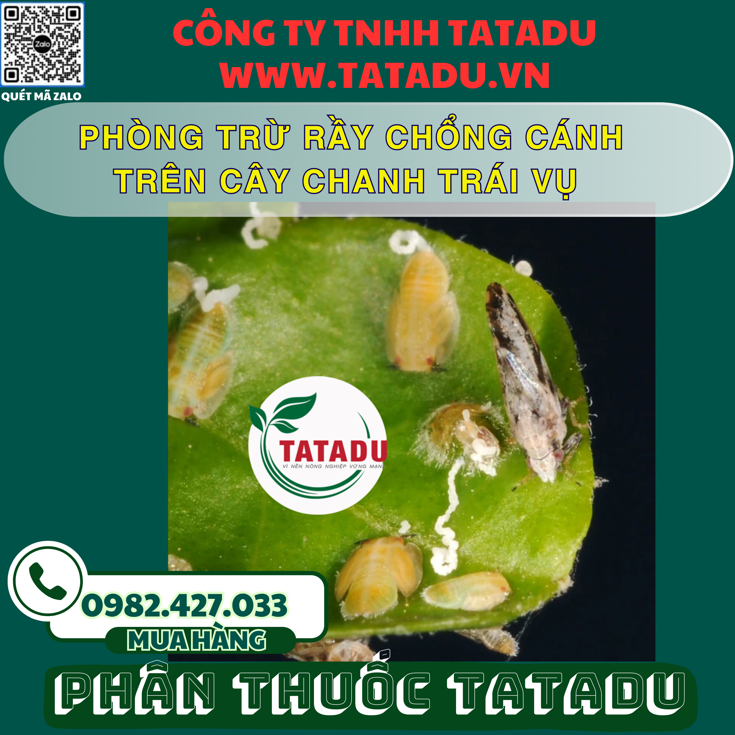 PHONG TRU RAY CHONG CANH TREN CAY CHANH TRAI VU