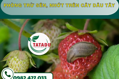 PHÒNG TRỪ SÊN, NHỚT TRÊN CÂY DÂU TÂY – CÔNG TY TNHH TATADU