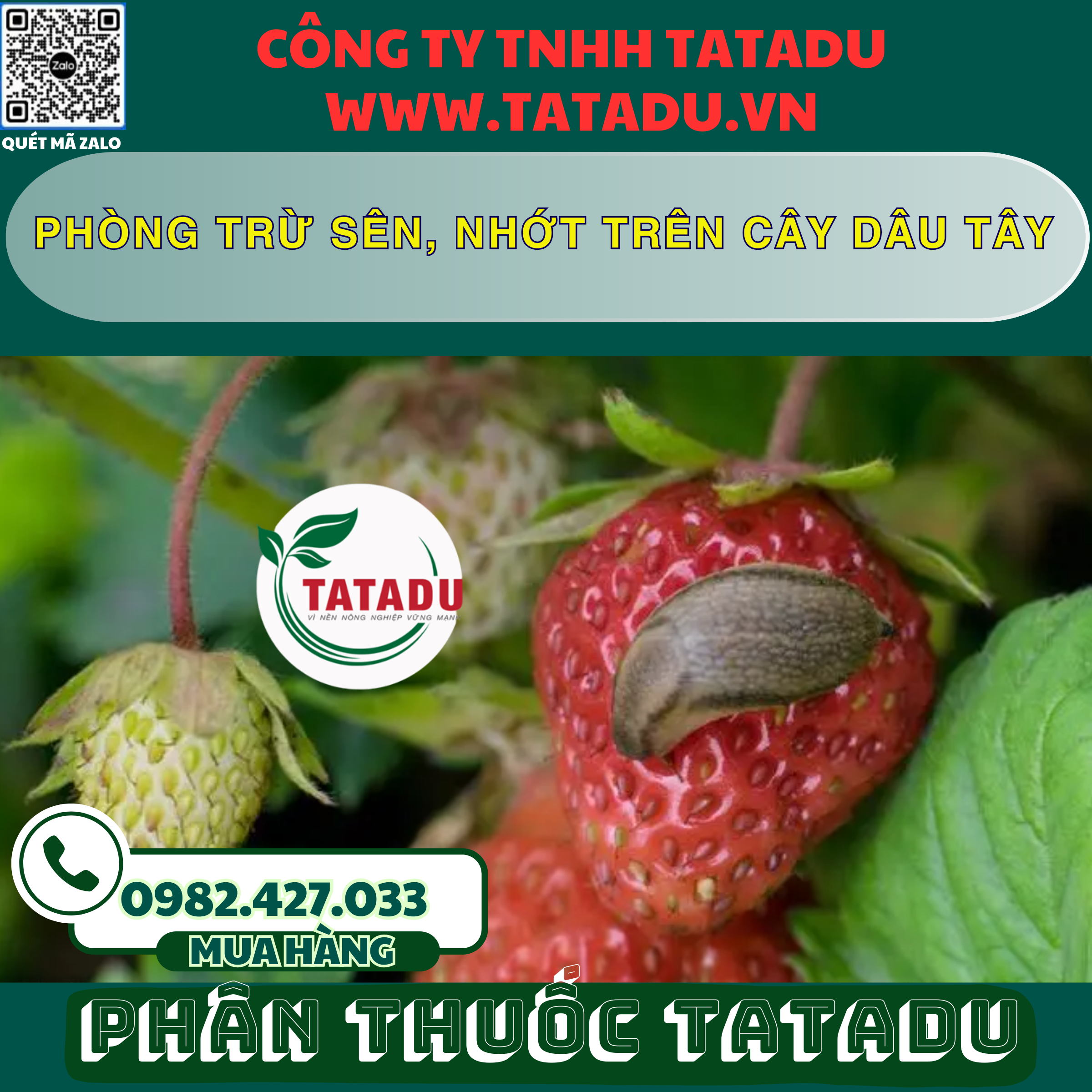 PHONG TRU SEN NHOT TREN CAY DAU TAY