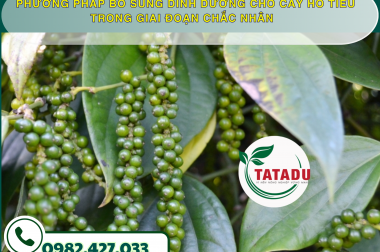 PHƯƠNG PHÁP BỔ SUNG DINH DƯỠNG CHO CÂY HỒ TIÊU TRONG GIAI ĐOẠN CHẮC NHÂN – CÔNG TY TNHH TATADU