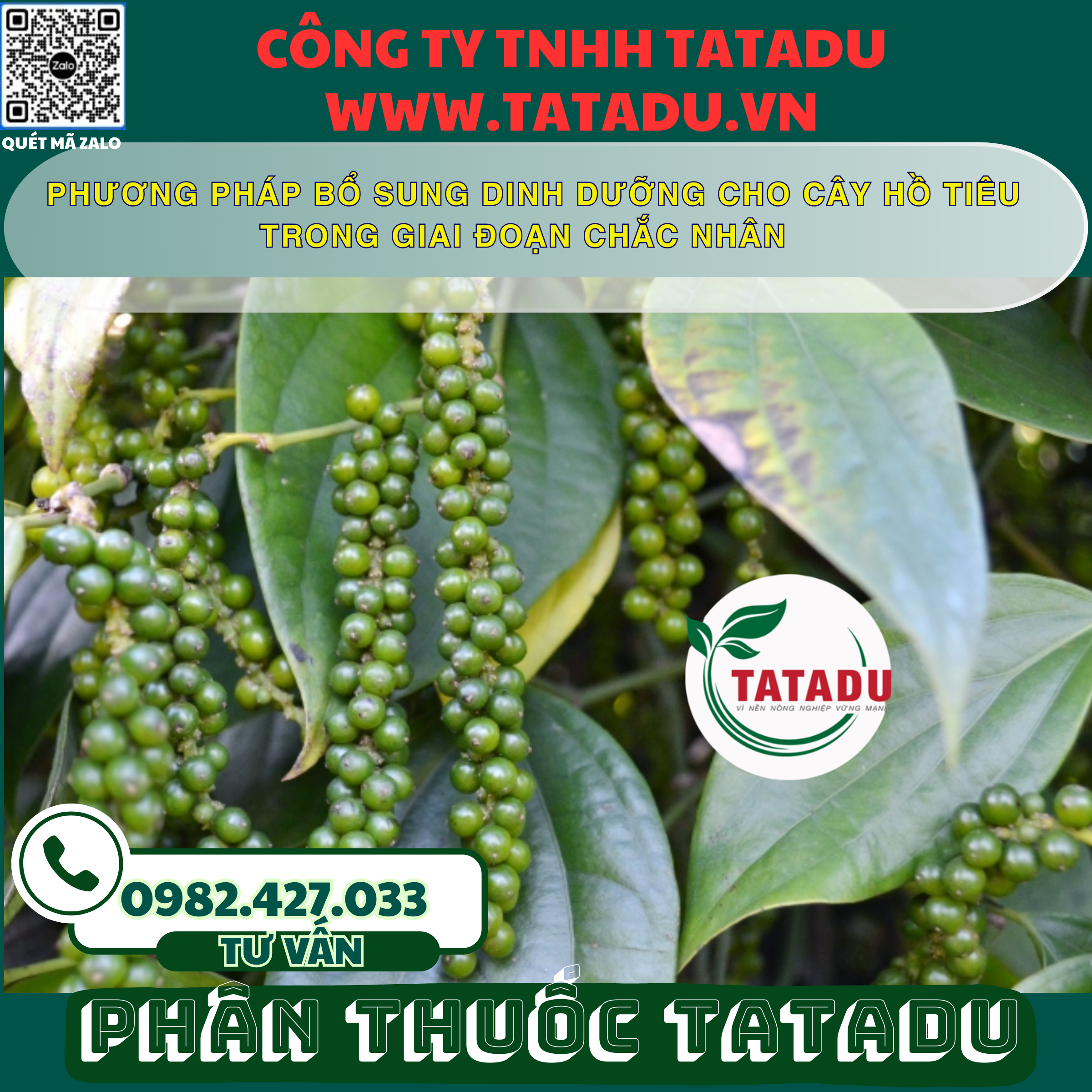 PHUONG PHAP BO SUNG DINH DUONG CHO CAY HO TIEU TRONG GIAI DOAN CHAC NHAN