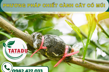 PHƯƠNG PHÁP CHIẾT CÀNH CÂY CÓ MÚI – CÔNG TY TNHH TATADU