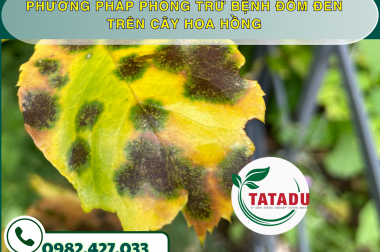 PHƯƠNG PHÁP PHÒNG TRỪ BỆNH ĐỐM ĐEN TRÊN CÂY HOA HỒNG – CÔNG TY TNHH TATADU