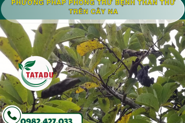 PHƯƠNG PHÁP PHÒNG TRỪ BỆNH THÁN THƯ TRÊN CÂY NA – CÔNG TY TNHH TATADU