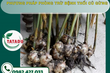 PHƯƠNG PHÁP PHÒNG TRỪ BỆNH THỐI CỦ GỪNG – CÔNG TY TNHH TATADU
