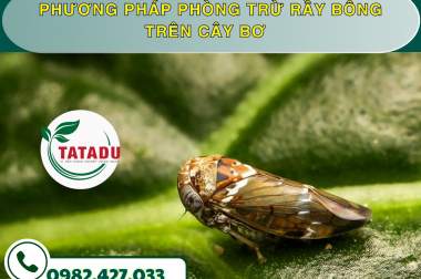PHƯƠNG PHÁP PHÒNG TRỪ RẦY BÔNG TRÊN CÂY BƠ – CÔNG TY TNHH TATADU