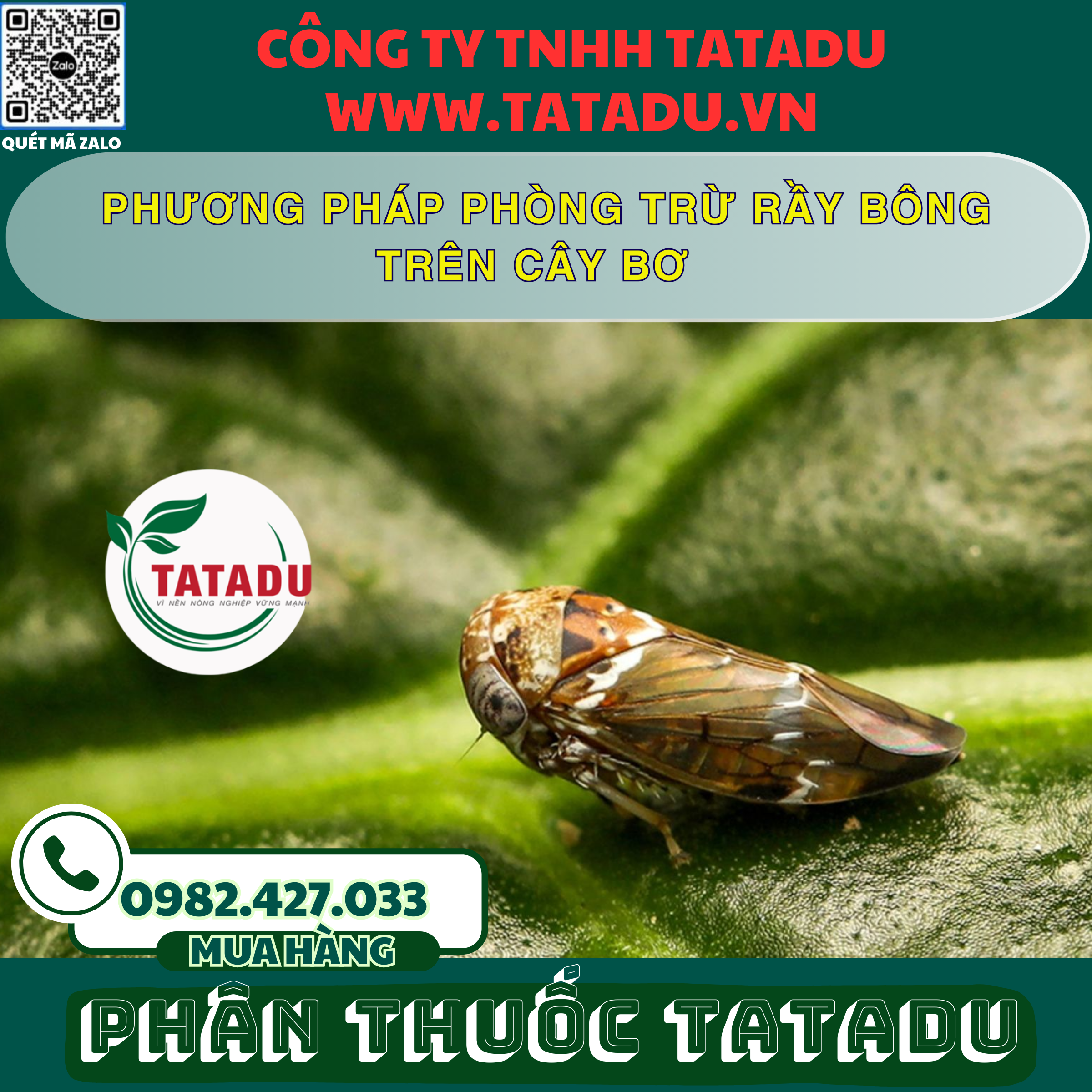 PHUONG PHAP PHONG TRU RAY BONG TREN CAY BO