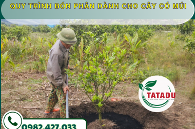QUY TRÌNH BÓN PHÂN DÀNH CHO CÂY CÓ MÚI – CÔNG TY TNHH TATADU