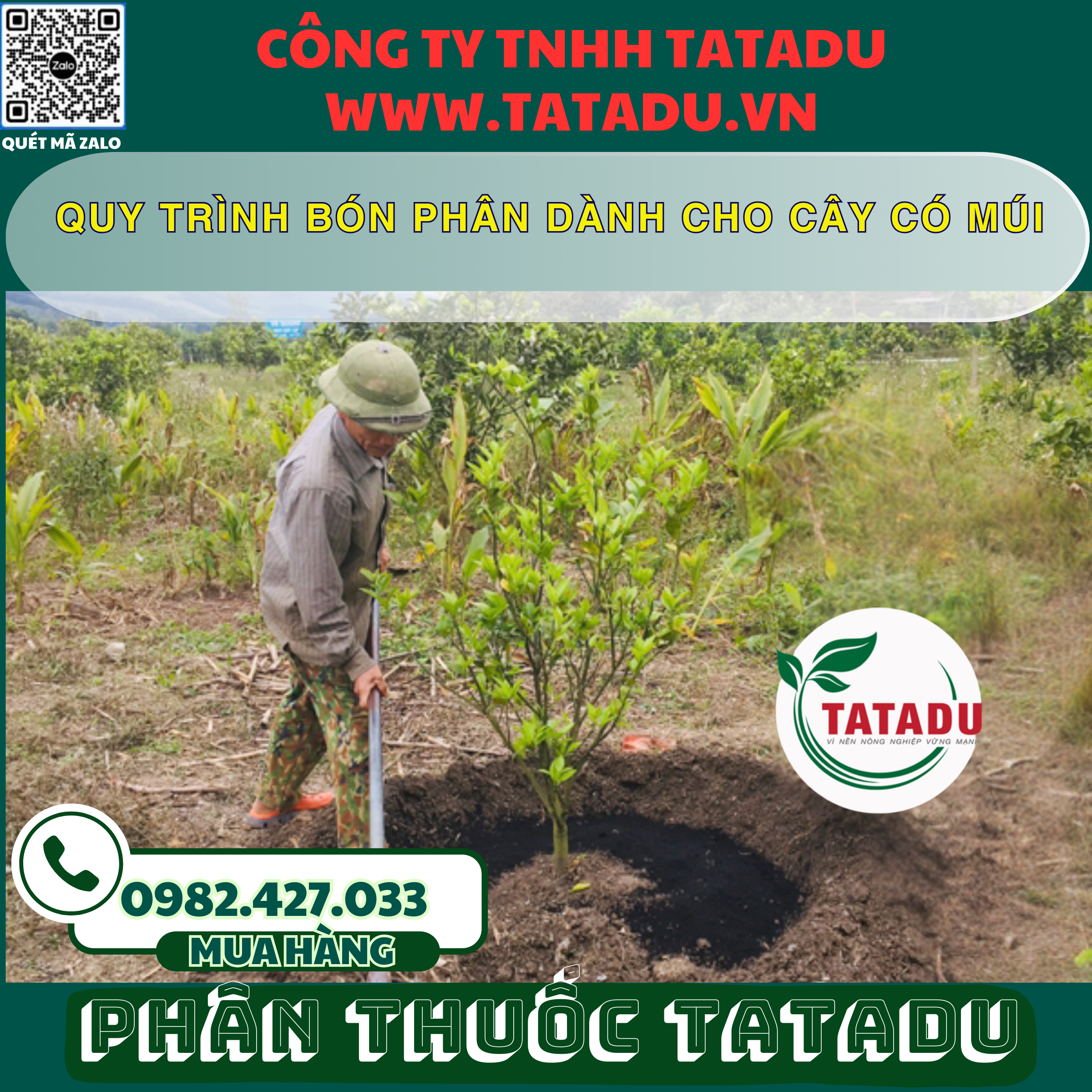 QUY TRINH BON PHAN DANH CHO CAY CO MUI
