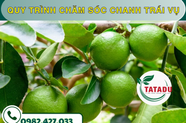 QUY TRÌNH CHĂM SÓC CHANH TRÁI VỤ – CÔNG TY TNHH TATADU