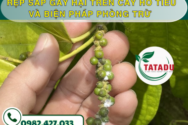 RỆP SÁP GÂY HẠI TRÊN CÂY HỒ TIÊU VÀ BIỆN PHÁP PHÒNG TRỪ – CÔNG TY TNHH TATADU