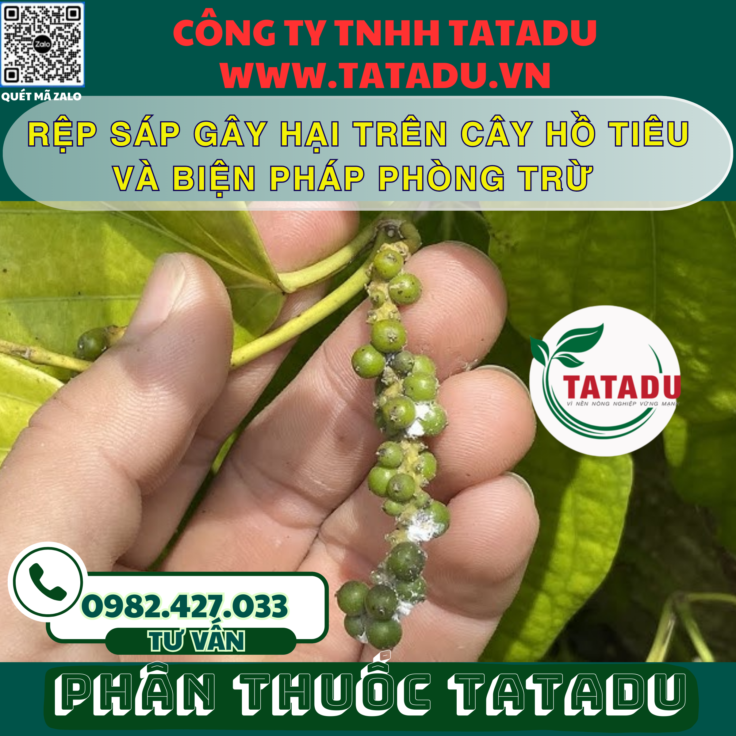 REP SAP GAY HAI TREN CAY HO TIEU VA BIEN PHAP PHONG TRU