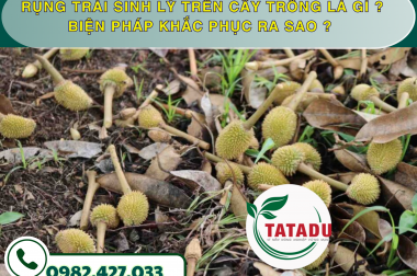 RỤNG TRÁI SINH LÝ TRÊN CÂY TRỒNG LÀ GÌ ? BIỆN PHÁP KHẮC PHỤC RA SAO ? – CÔNG TY TNHH TATADU