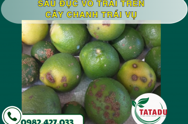 SÂU ĐỤC VỎ TRÁI TRÊN CÂY CHANH TRÁI VỤ – CÔNG TY TNHH TATADU
